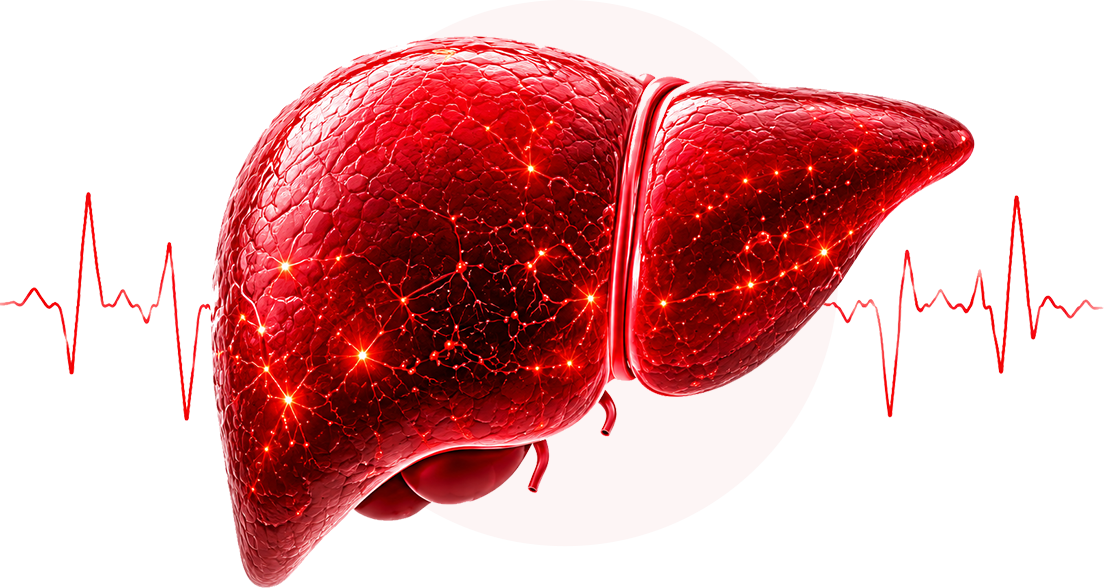 s1 liver image